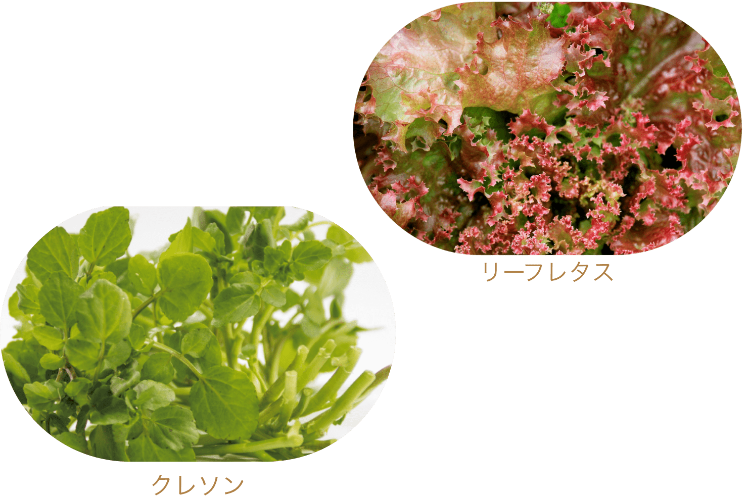 クレソン リーフレタス