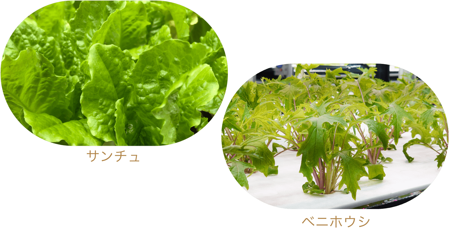 ルッコラ ベニホウシ