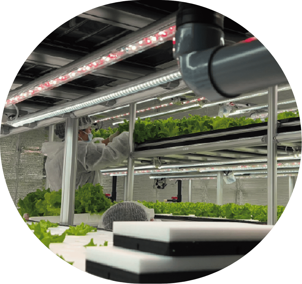 私たちの野菜はこんなところで育てられています。