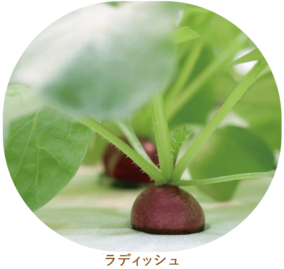 おいしくて新鮮な野菜をお届けします