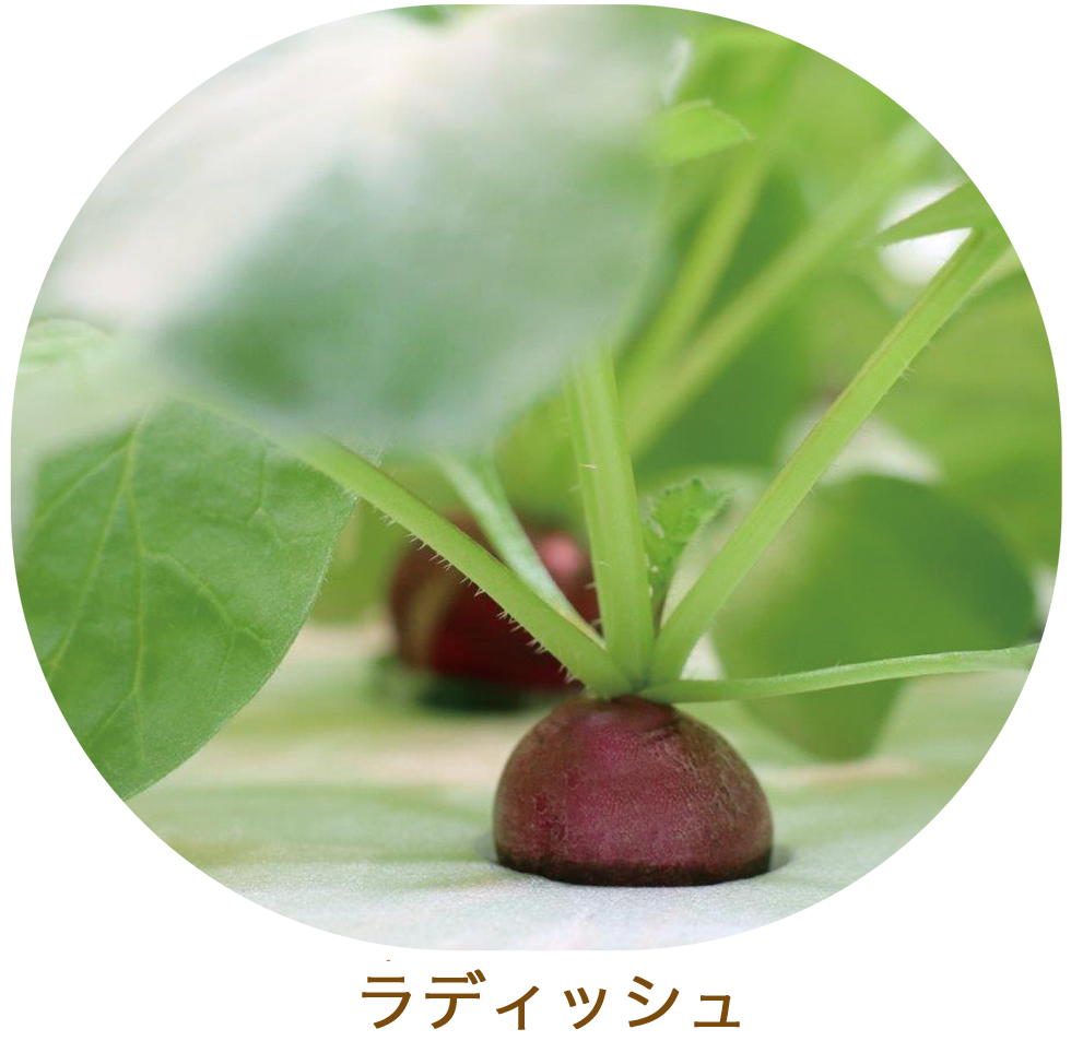 おいしくて新鮮な野菜をお届けします